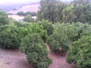 fruit trees