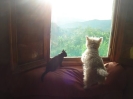view from window