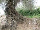 2000 yr old olive tree
