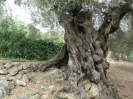 2000 yr old olive tree