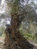 olive tree