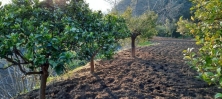 fruit-trees