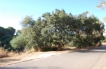 P5390 Perfectly located plot in Elviria (9)