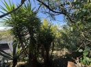 Building Plot EL Rosario Marbella Spain (4)