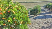 fruit trees