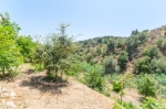 fruit trees orchard