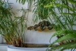 FOUNTAIN