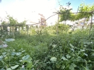 PLOT (10)