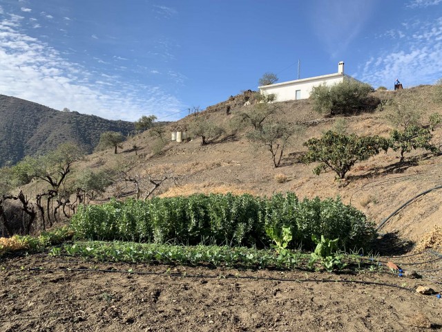 vegetable plot with house above